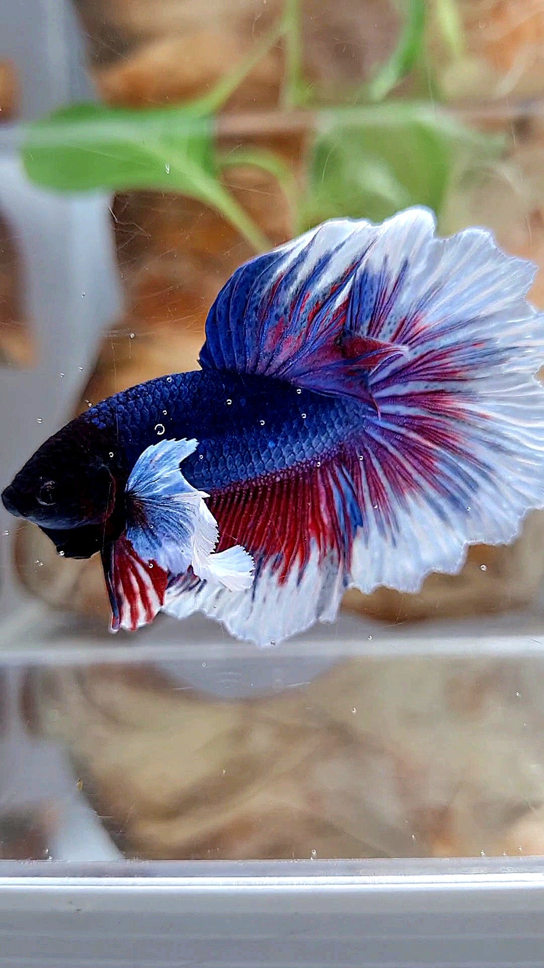 HALFMOON DUMBO EAR ROSETAIL PURPLE BUTTEFLY BETTA FISH