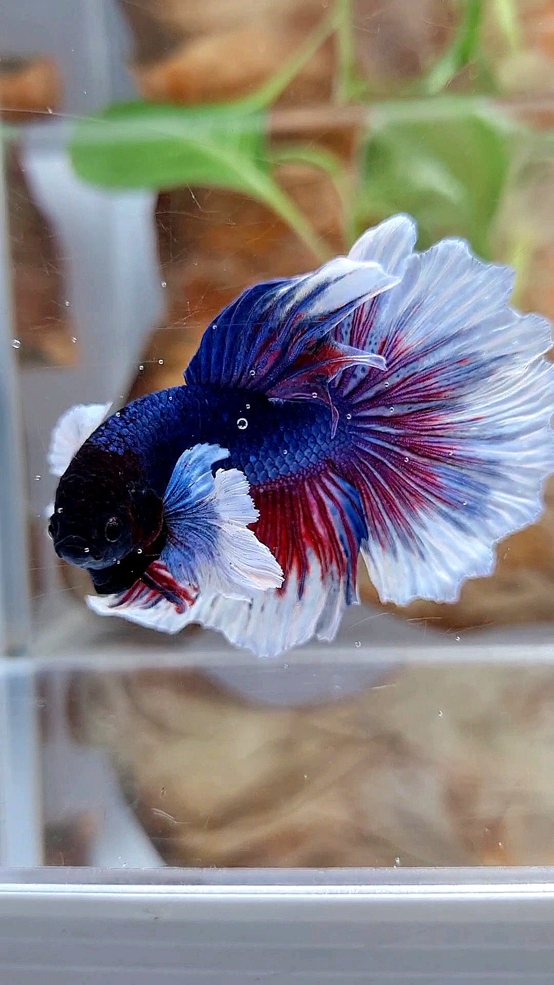HALFMOON DUMBO EAR ROSETAIL PURPLE BUTTEFLY BETTA FISH