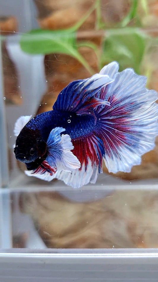 HALFMOON DUMBO EAR ROSETAIL PURPLE BUTTEFLY BETTA FISH