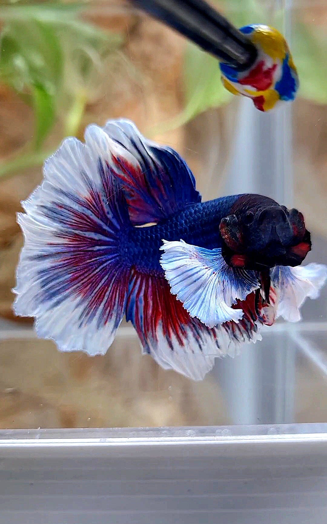 HALFMOON DUMBO EAR ROSETAIL PURPLE BUTTEFLY BETTA FISH