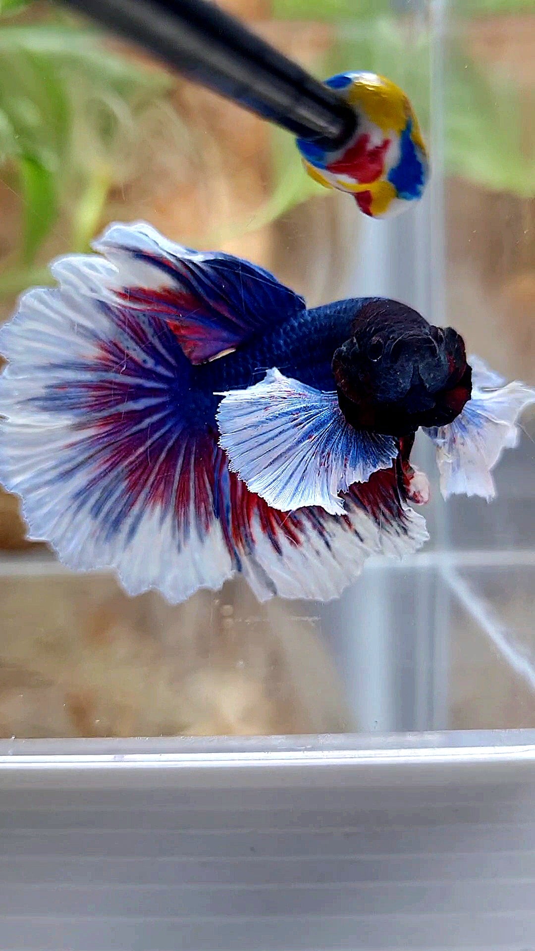 HALFMOON DUMBO EAR ROSETAIL PURPLE BUTTEFLY BETTA FISH