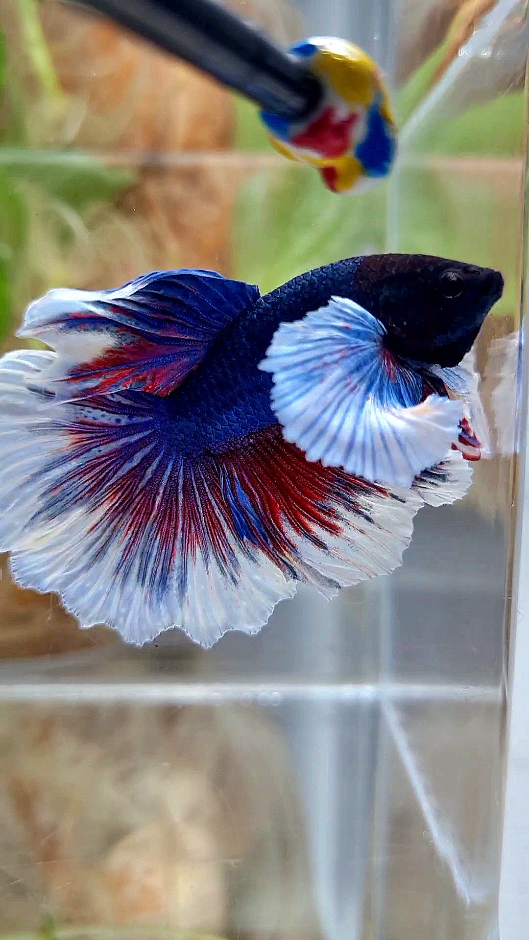 HALFMOON DUMBO EAR ROSETAIL PURPLE BUTTEFLY BETTA FISH