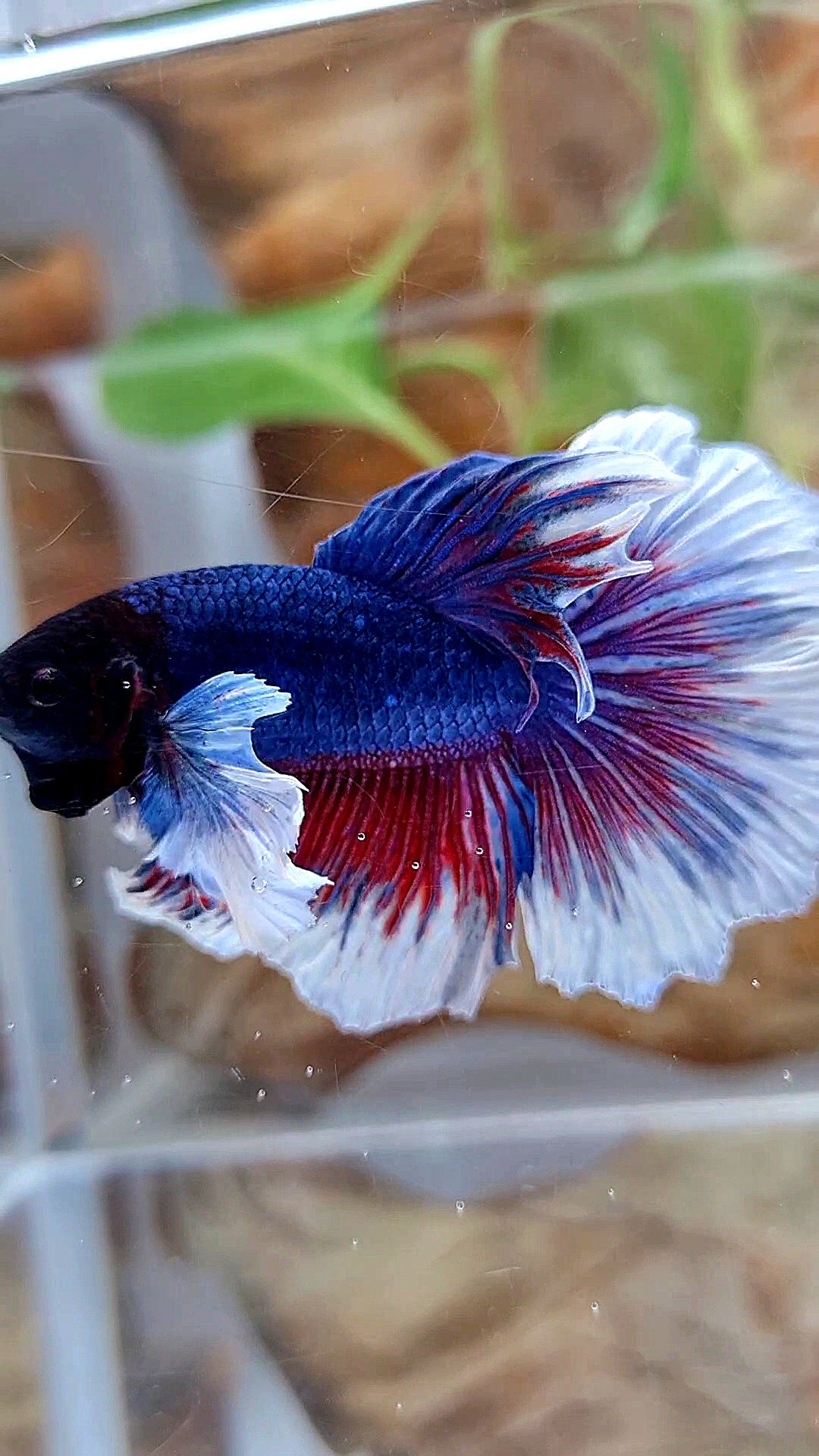 HALFMOON DUMBO EAR ROSETAIL PURPLE BUTTEFLY BETTA FISH