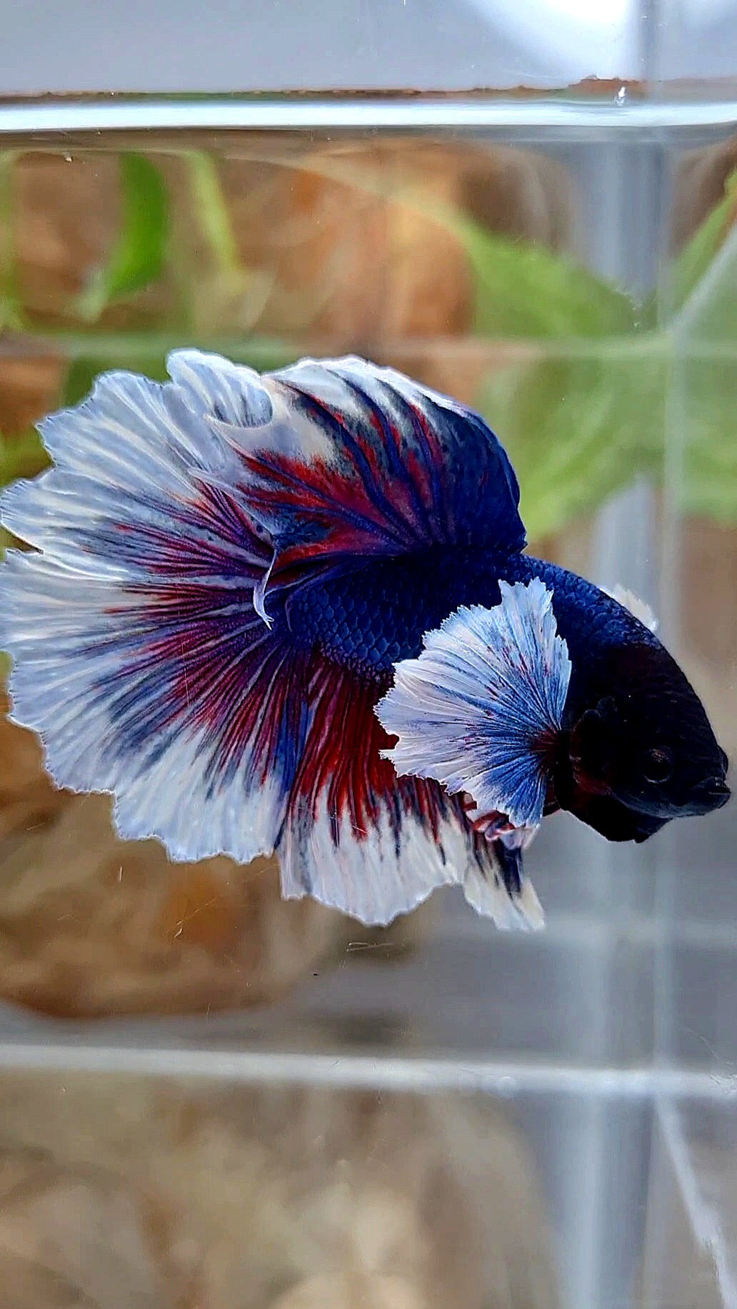 HALFMOON DUMBO EAR ROSETAIL PURPLE BUTTEFLY BETTA FISH