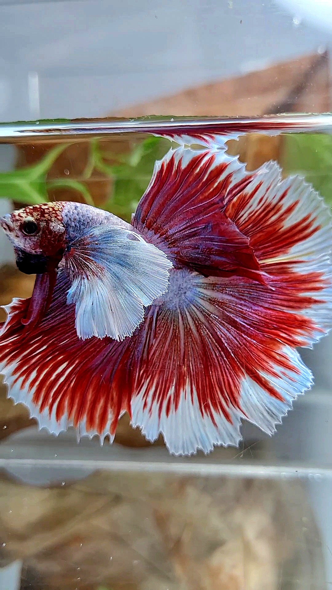 XL HALFMOON SUPER DUMBO EAR ROSETAIL RED PURPLE FISH