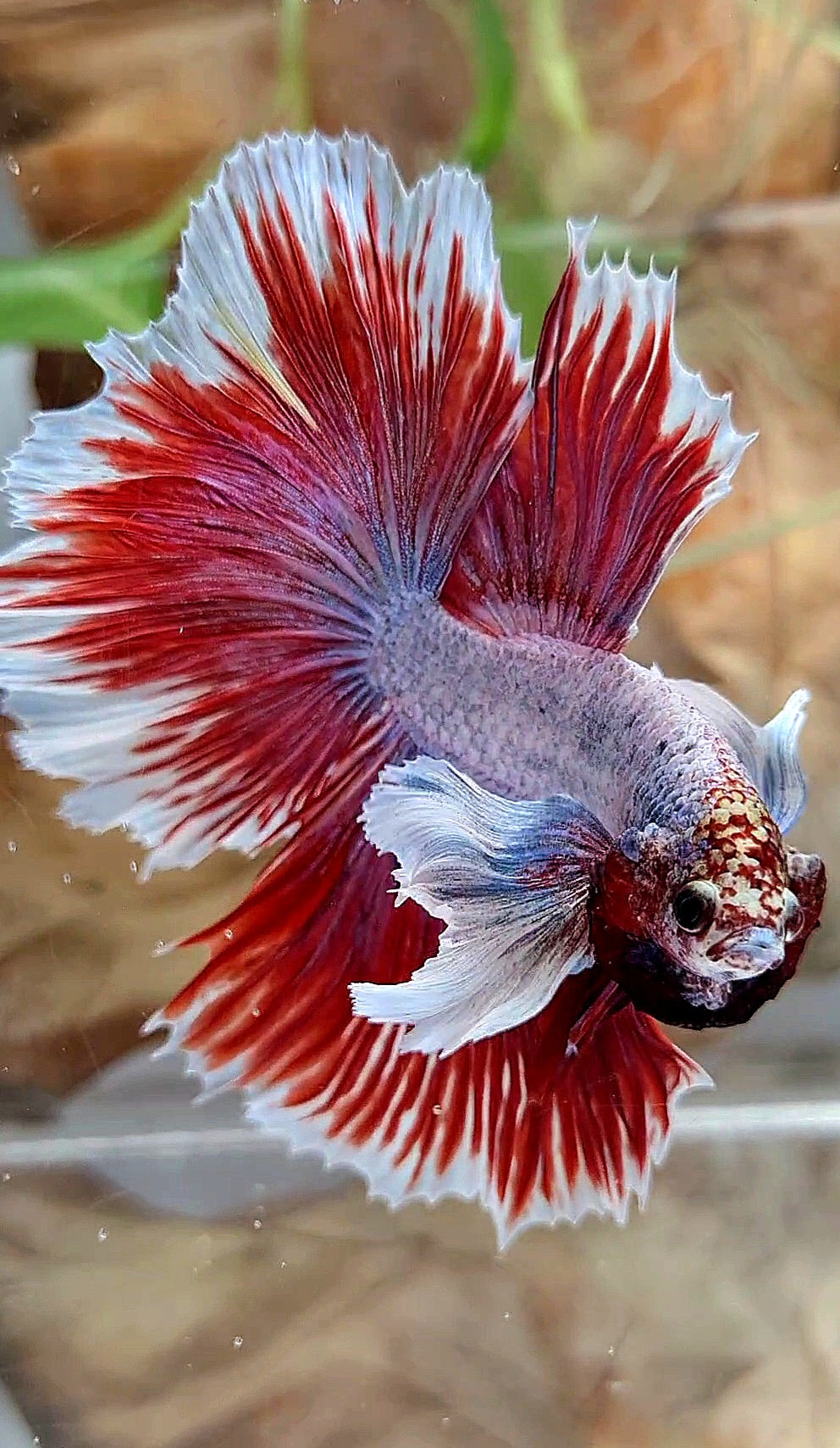 XL HALFMOON SUPER DUMBO EAR ROSETAIL RED PURPLE FISH