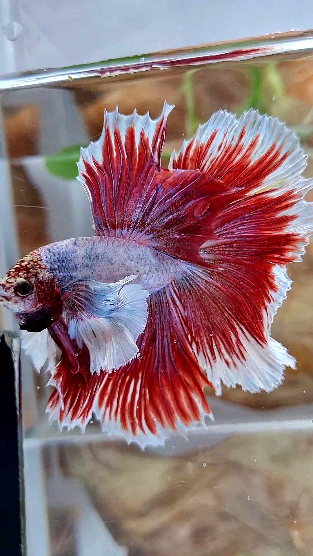 XL HALFMOON SUPER DUMBO EAR ROSETAIL RED PURPLE FISH