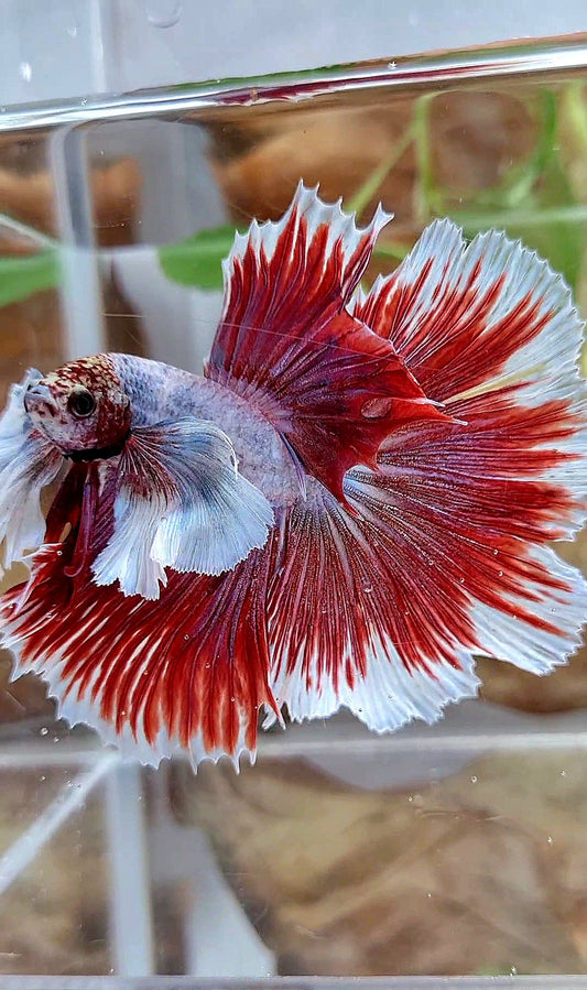 XL HALFMOON SUPER DUMBO EAR ROSETAIL RED PURPLE FISH