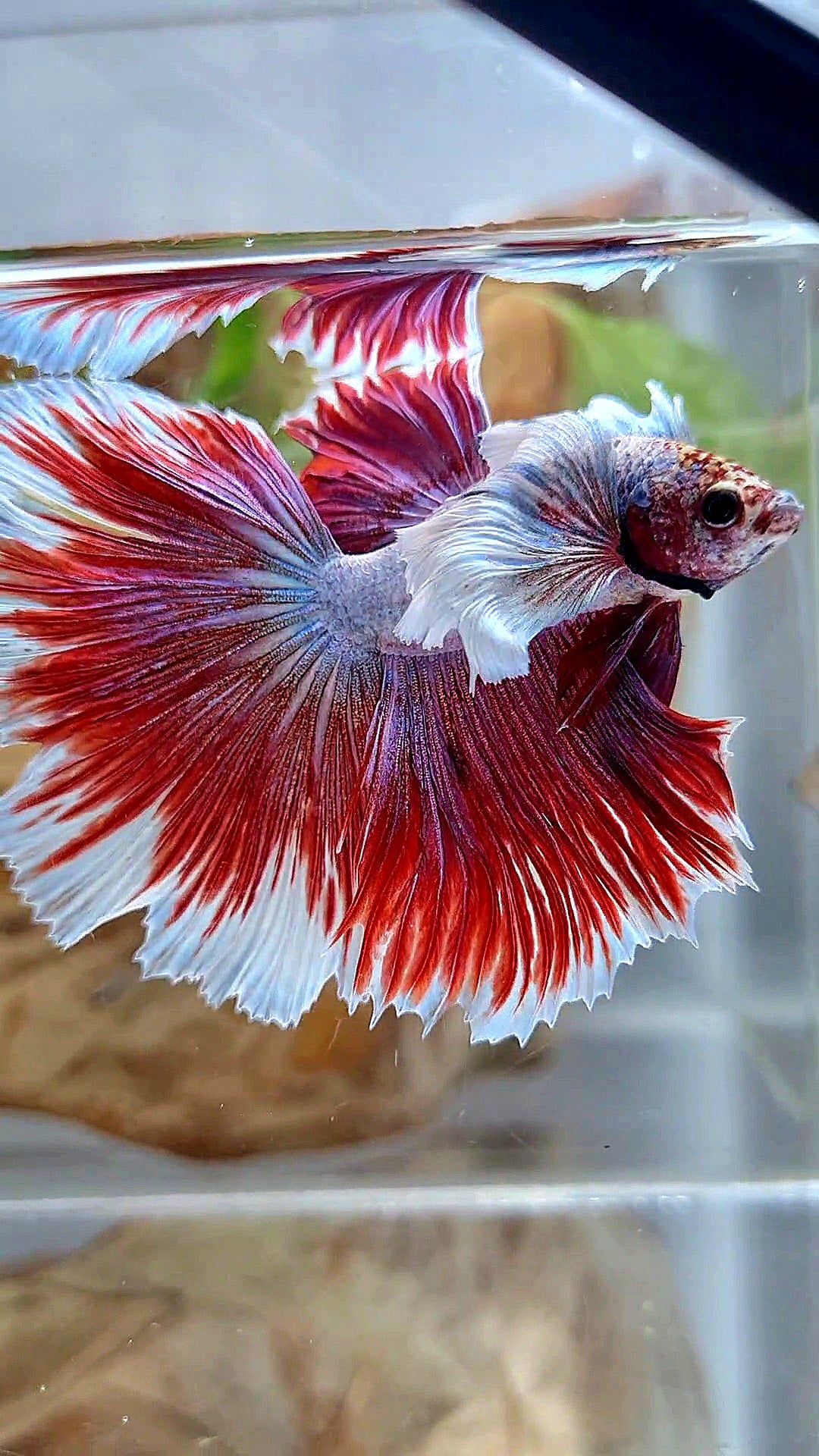 XL HALFMOON SUPER DUMBO EAR ROSETAIL RED PURPLE FISH