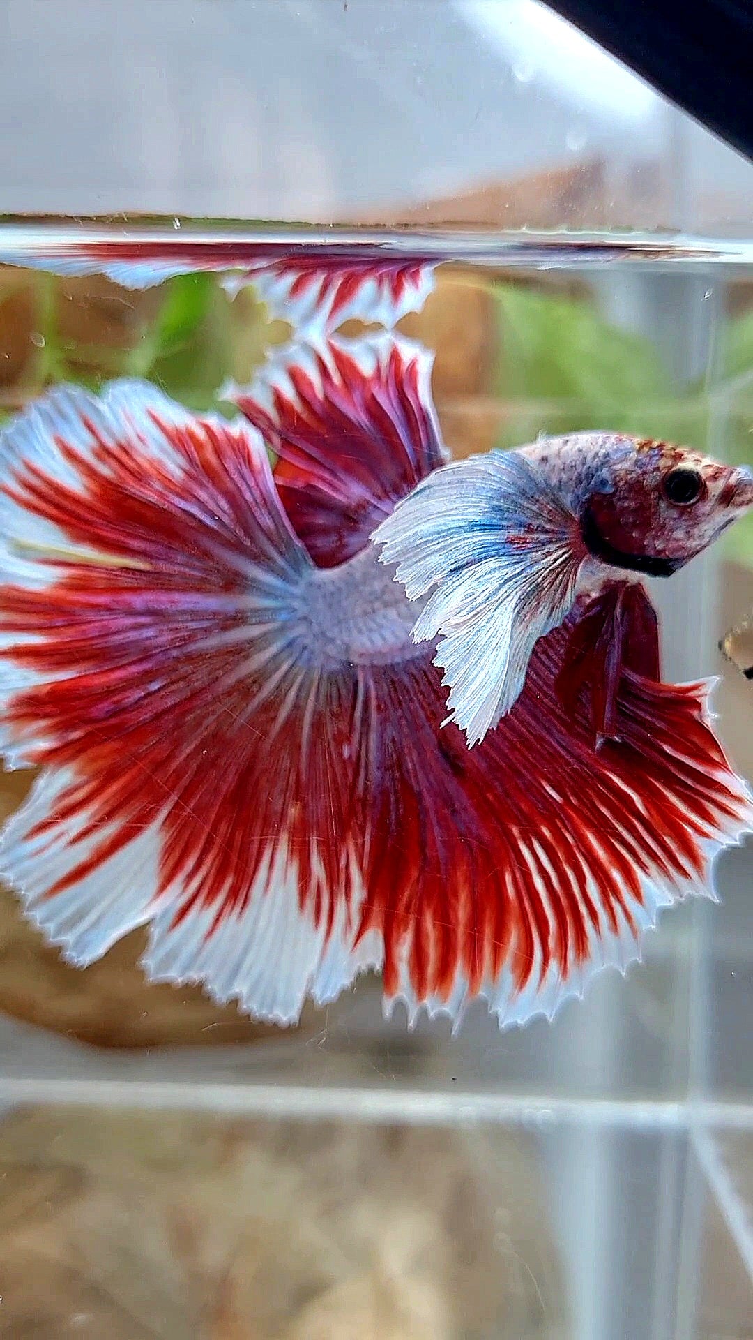 XL HALFMOON SUPER DUMBO EAR ROSETAIL RED PURPLE FISH