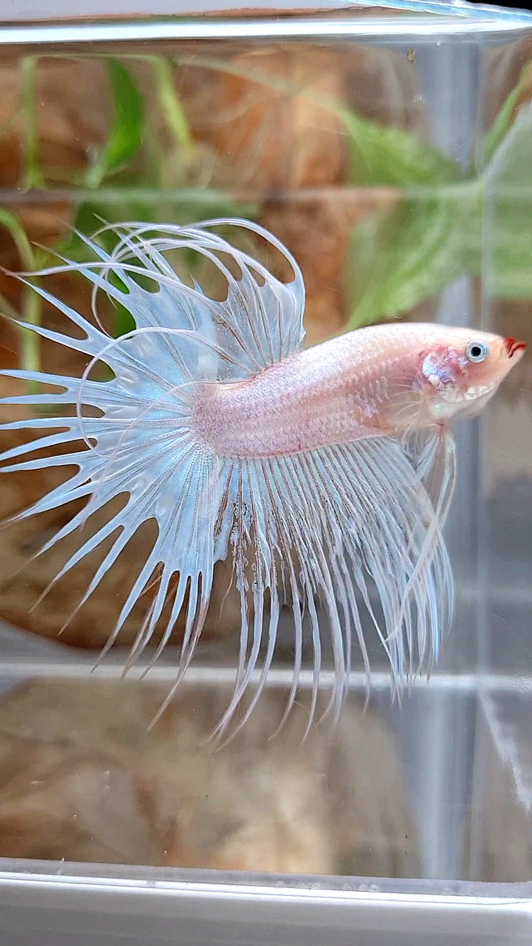 CROWNTAIL WHITE RED LIPS UNIQUE BETTA FISH