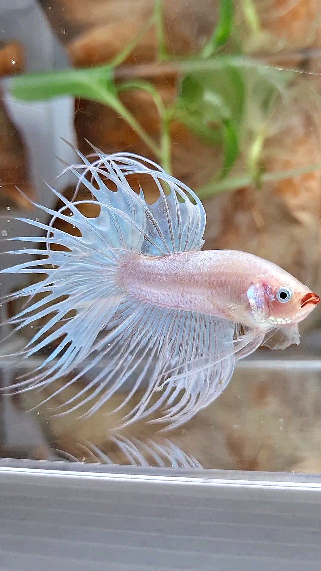 CROWNTAIL WHITE RED LIPS UNIQUE BETTA FISH
