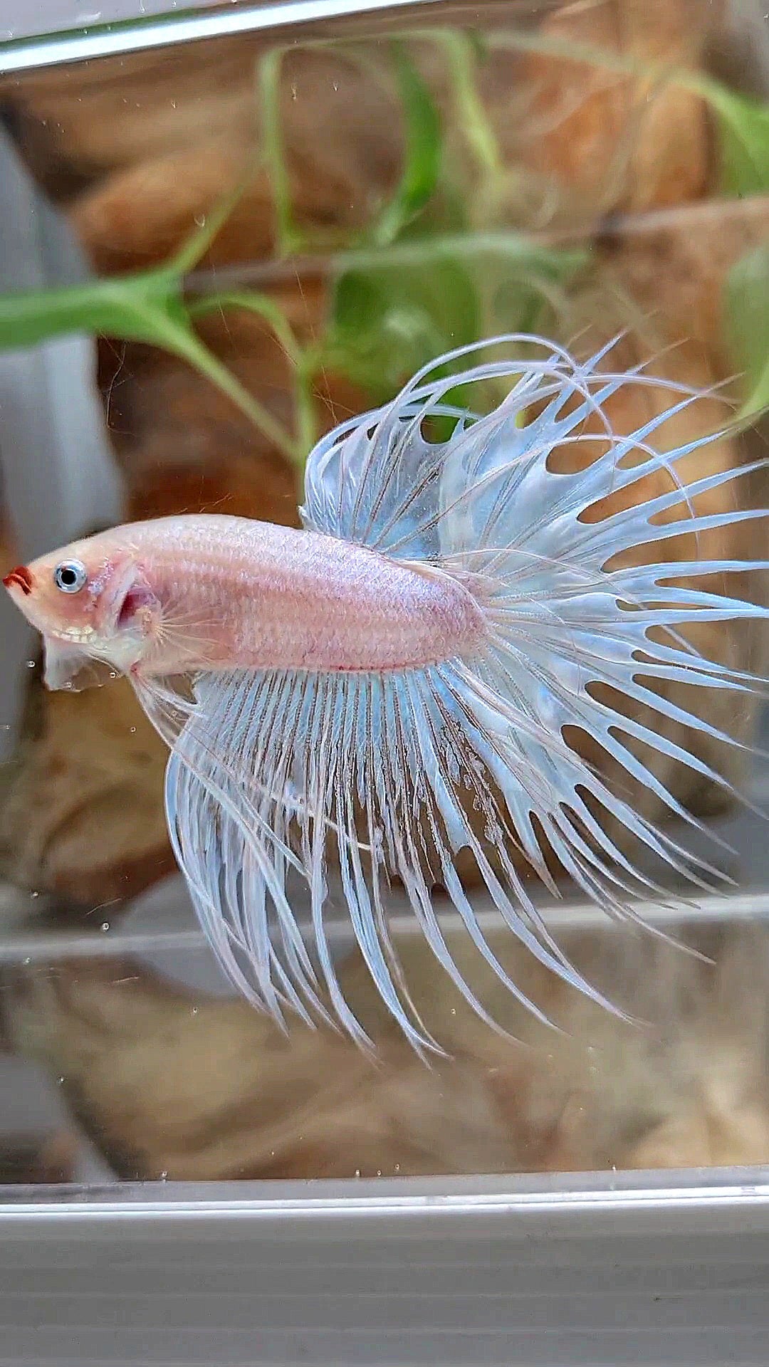 CROWNTAIL WHITE RED LIPS UNIQUE BETTA FISH