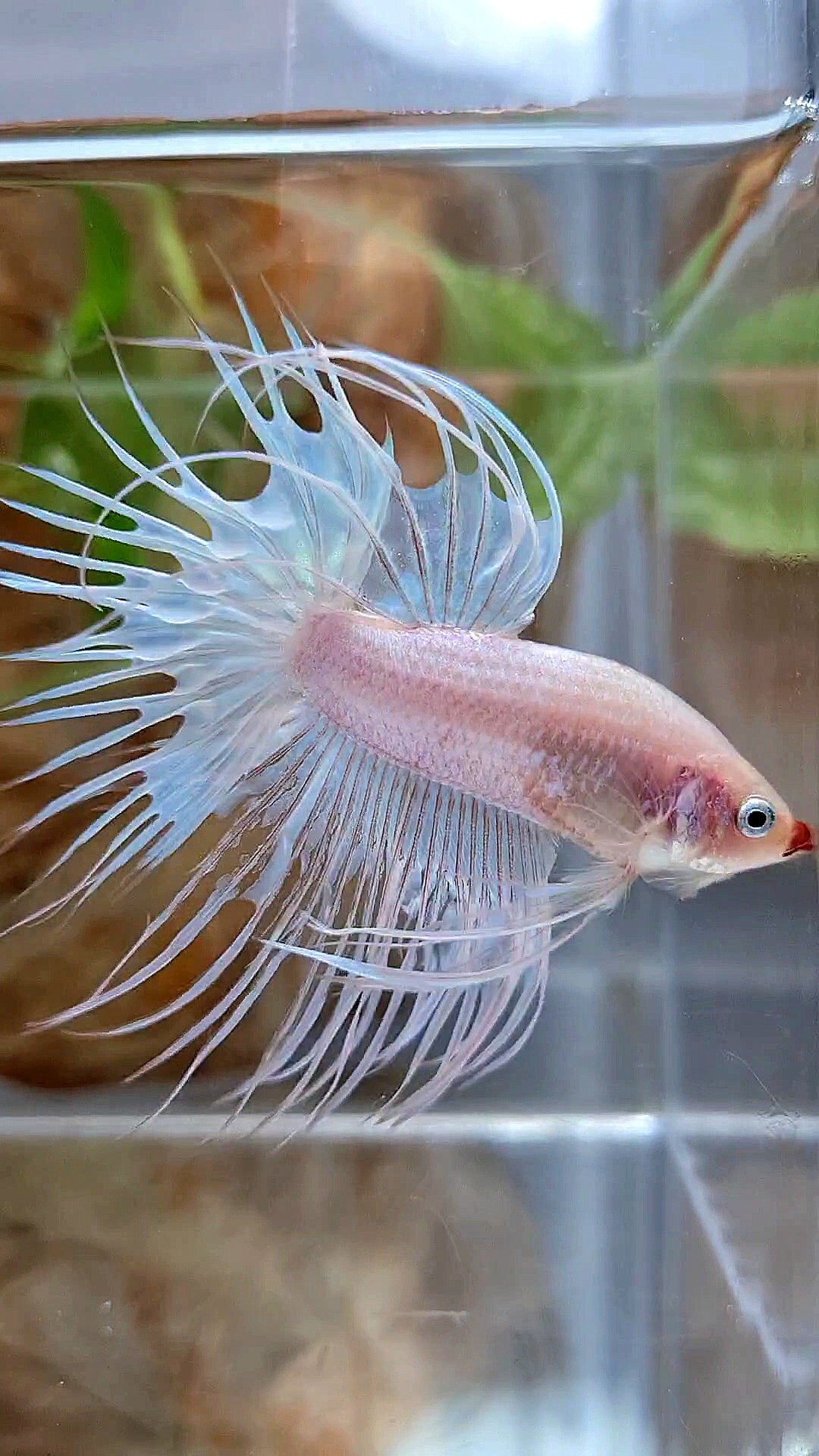 CROWNTAIL WHITE RED LIPS UNIQUE BETTA FISH