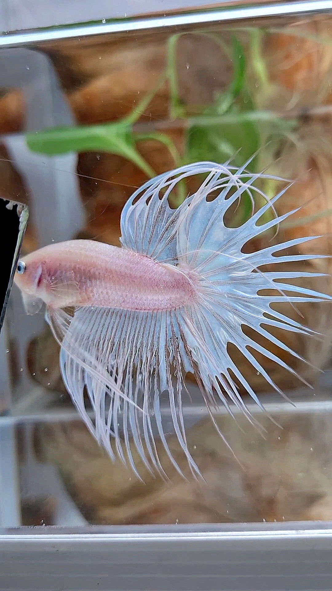 CROWNTAIL WHITE RED LIPS UNIQUE BETTA FISH