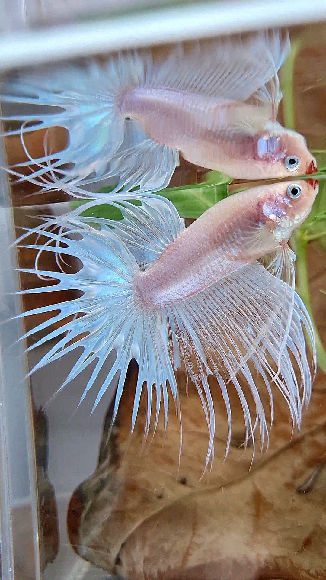 CROWNTAIL WHITE RED LIPS UNIQUE BETTA FISH