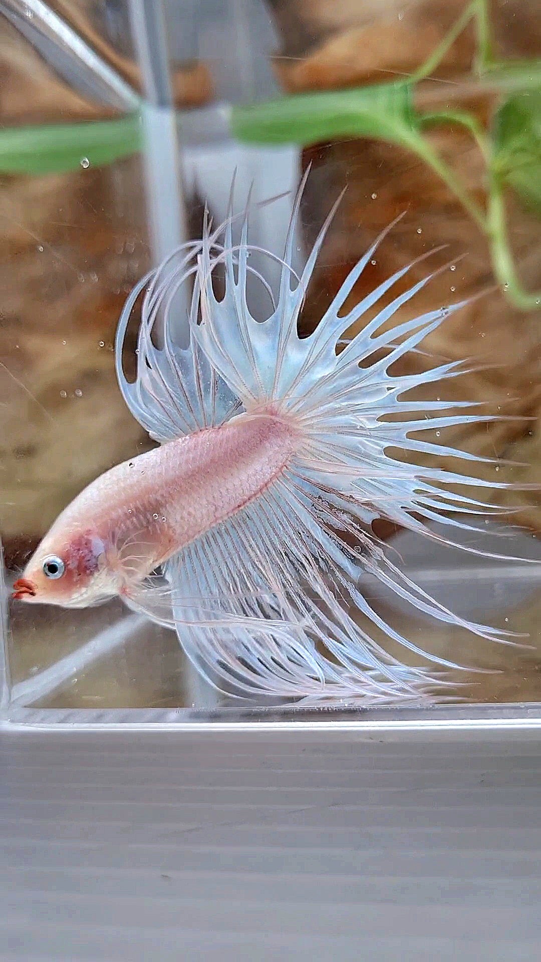 CROWNTAIL WHITE RED LIPS UNIQUE BETTA FISH