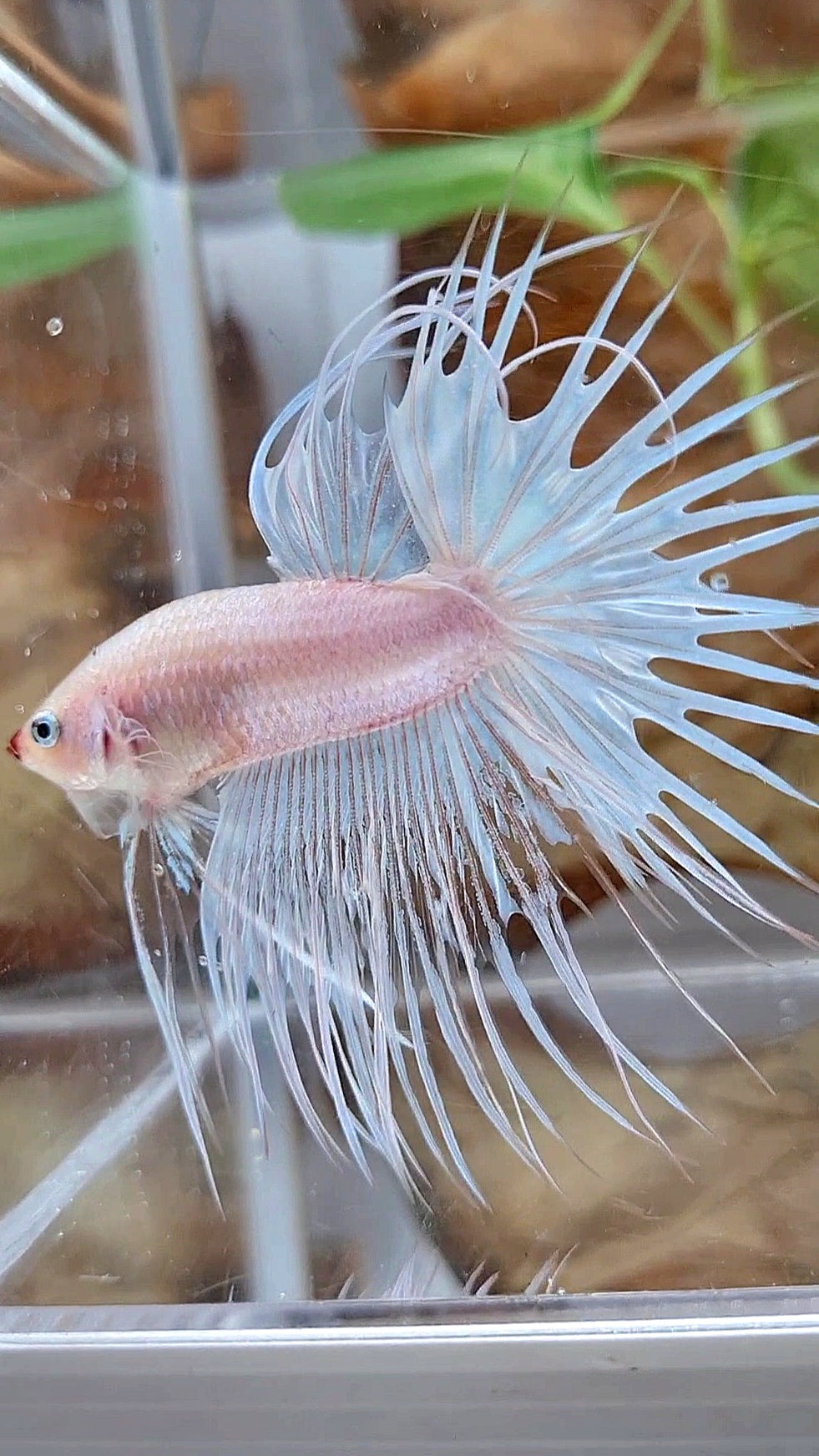 CROWNTAIL WHITE RED LIPS UNIQUE BETTA FISH