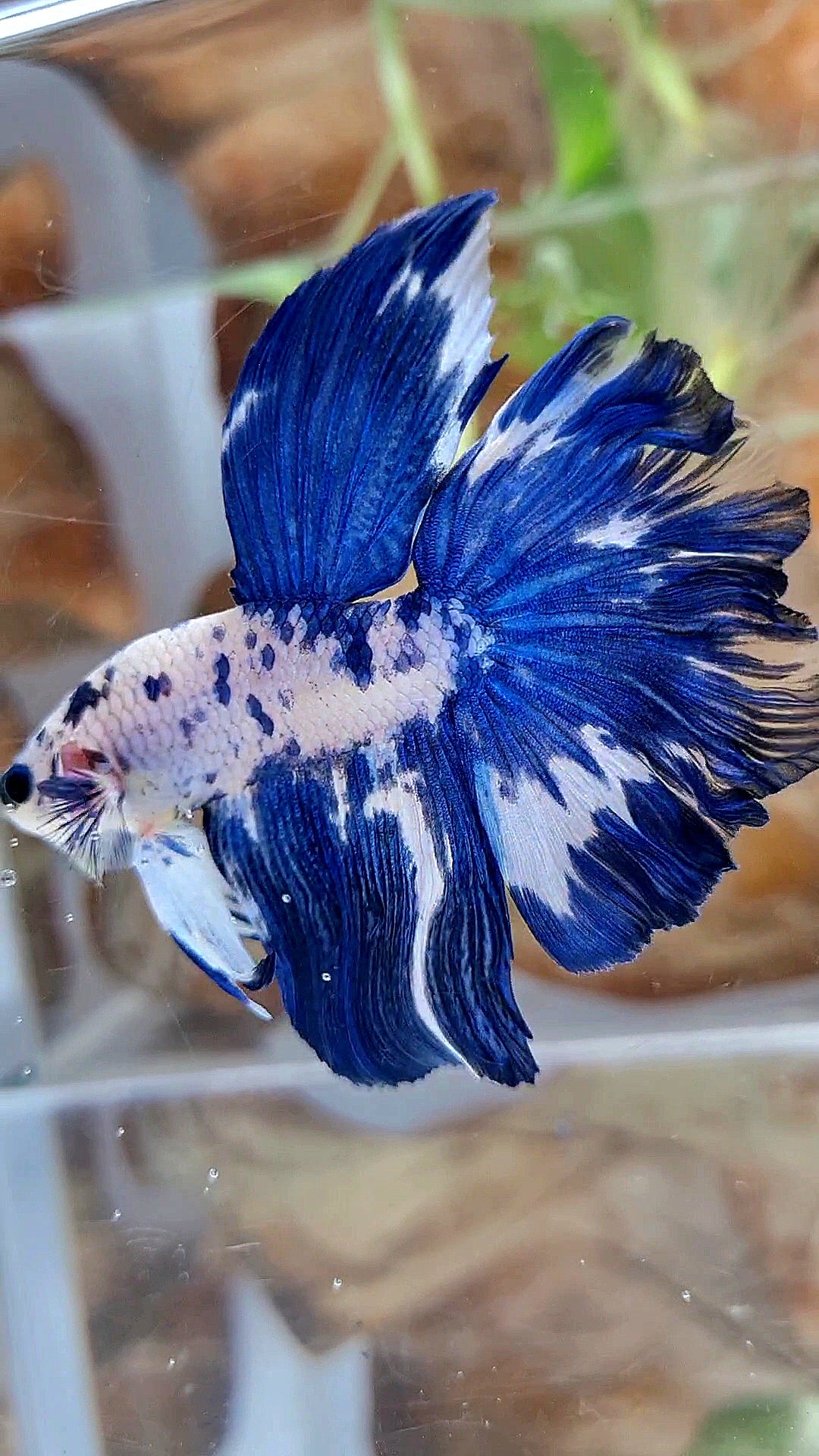 HALFMOON ROSETAIL BLUE DOTS MARBLE BETTA FISH