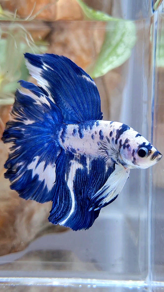 HALFMOON ROSETAIL BLUE DOTS MARBLE BETTA FISH