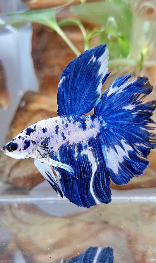 HALFMOON ROSETAIL BLUE DOTS MARBLE BETTA FISH