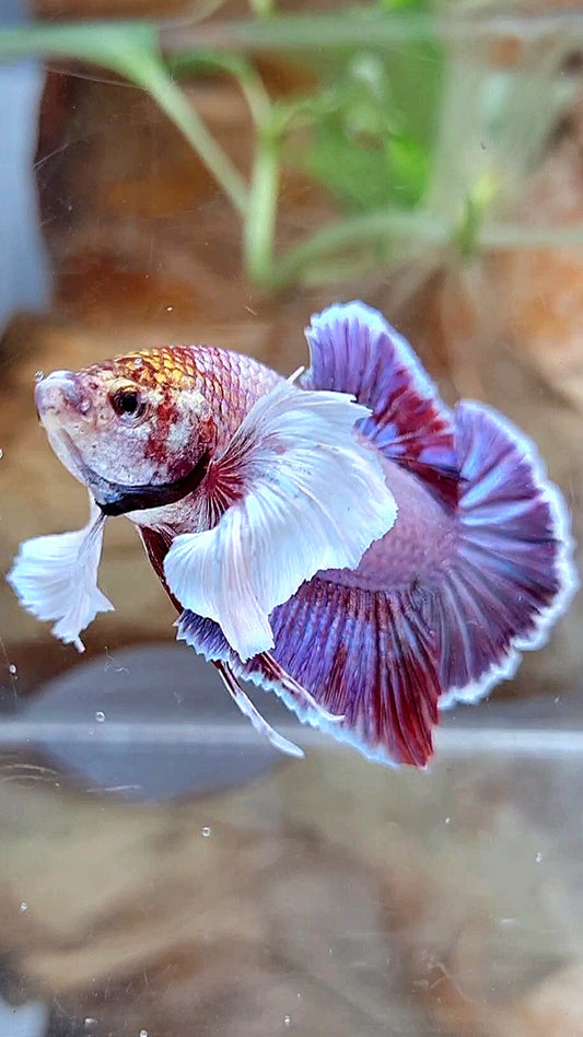 PLAKAT DUMBO EAR PURPLE BETTA FISH