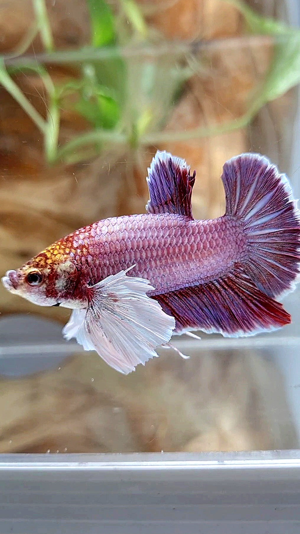 PLAKAT DUMBO EAR PURPLE BETTA FISH