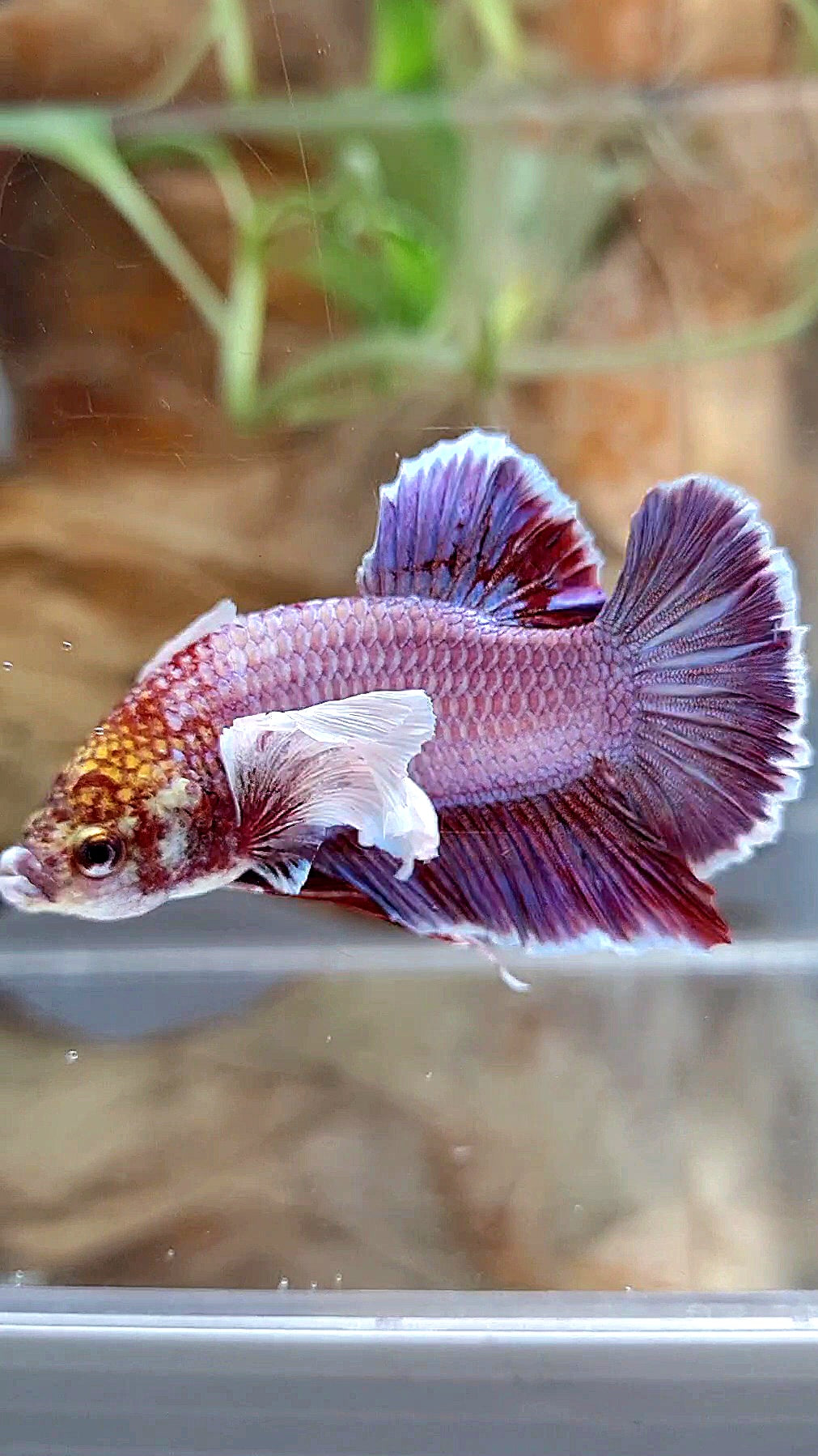 PLAKAT DUMBO EAR PURPLE BETTA FISH