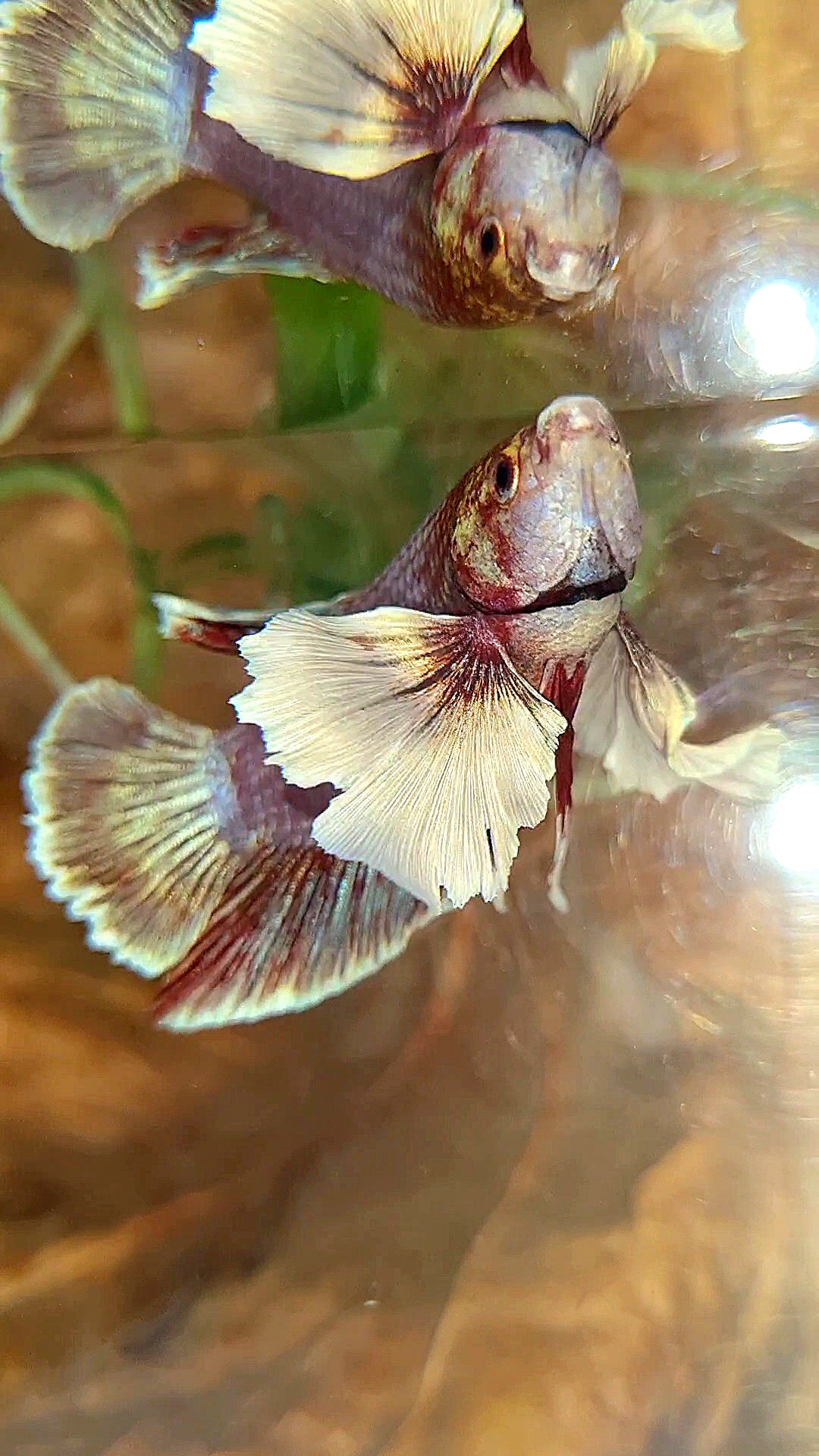 PLAKAT DUMBO EAR PURPLE BETTA FISH