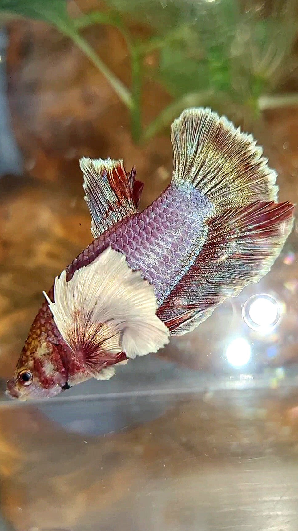 PLAKAT DUMBO EAR PURPLE BETTA FISH