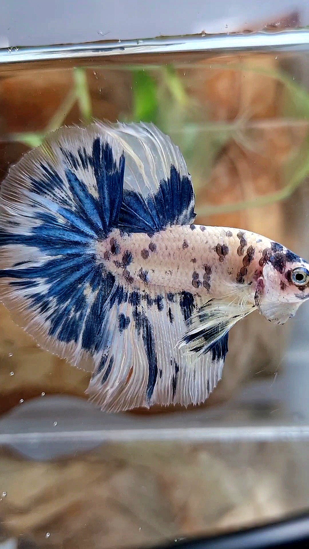 HALFMOON ROSETAIL SUPER DOTS BLUE MARBLE BETTA FISH