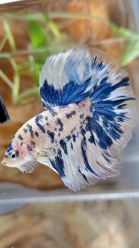 HALFMOON ROSETAIL SUPER DOTS BLUE MARBLE BETTA FISH