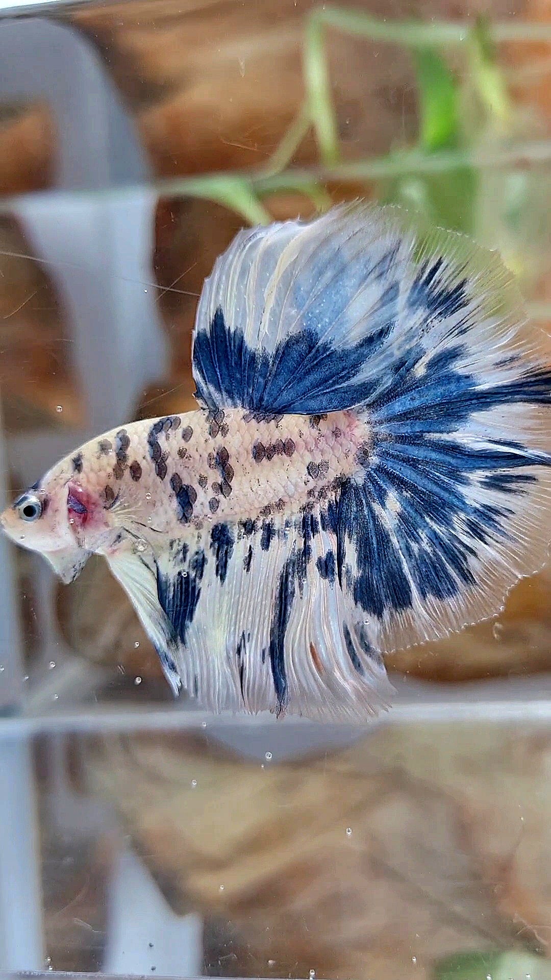 HALFMOON ROSETAIL SUPER DOTS BLUE MARBLE BETTA FISH