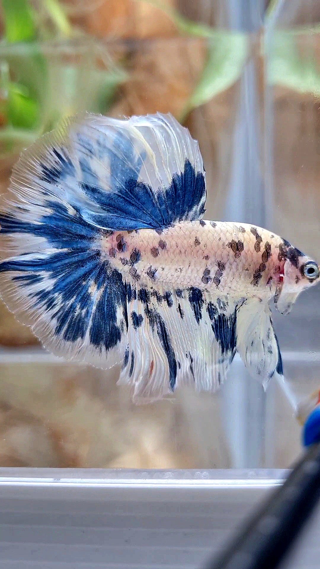HALFMOON ROSETAIL SUPER DOTS BLUE MARBLE BETTA FISH