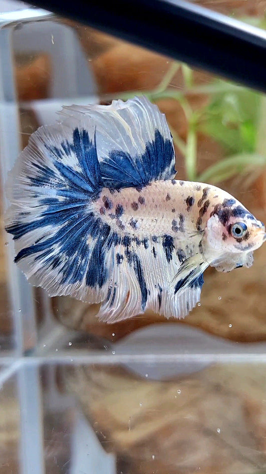 HALFMOON ROSETAIL SUPER DOTS BLUE MARBLE BETTA FISH