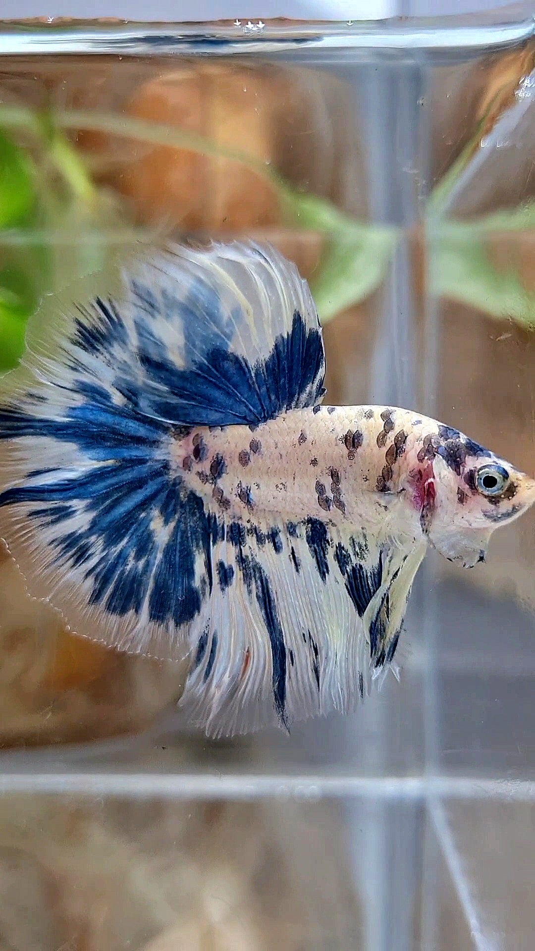 HALFMOON ROSETAIL SUPER DOTS BLUE MARBLE BETTA FISH