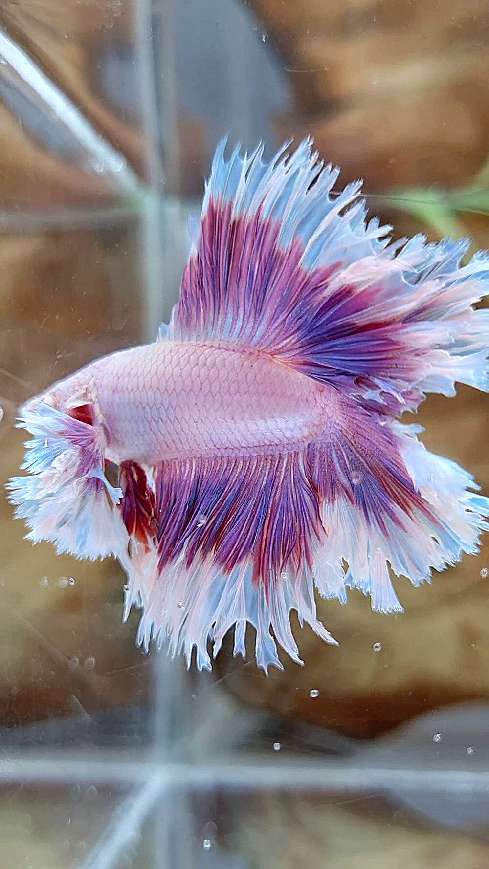 KING FEATHER TAIL HALFMOON DUMBO EAR DOUBLE TAIL PURPLE BUTTERFLY BETTA FISH