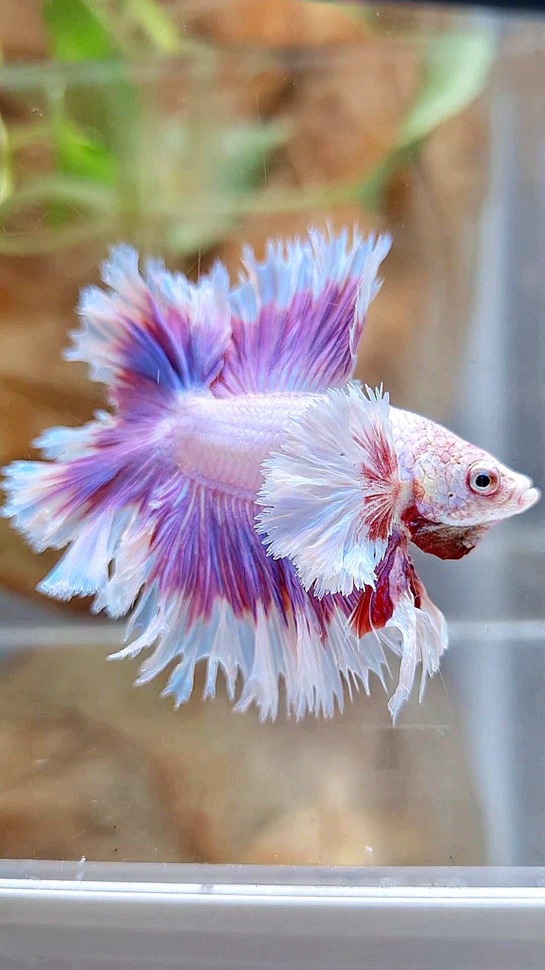KING FEATHER TAIL HALFMOON DUMBO EAR DOUBLE TAIL PURPLE BUTTERFLY BETTA FISH