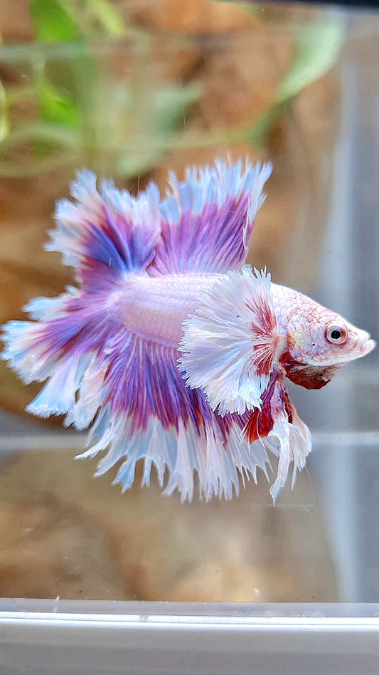 KING FEATHER TAIL HALFMOON DUMBO EAR DOUBLE TAIL PURPLE BUTTERFLY BETTA FISH