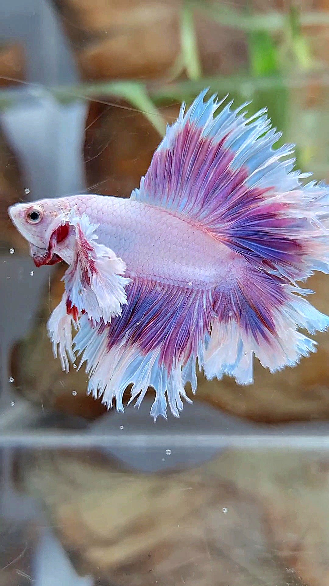 KING FEATHER TAIL HALFMOON DUMBO EAR DOUBLE TAIL PURPLE BUTTERFLY BETTA FISH