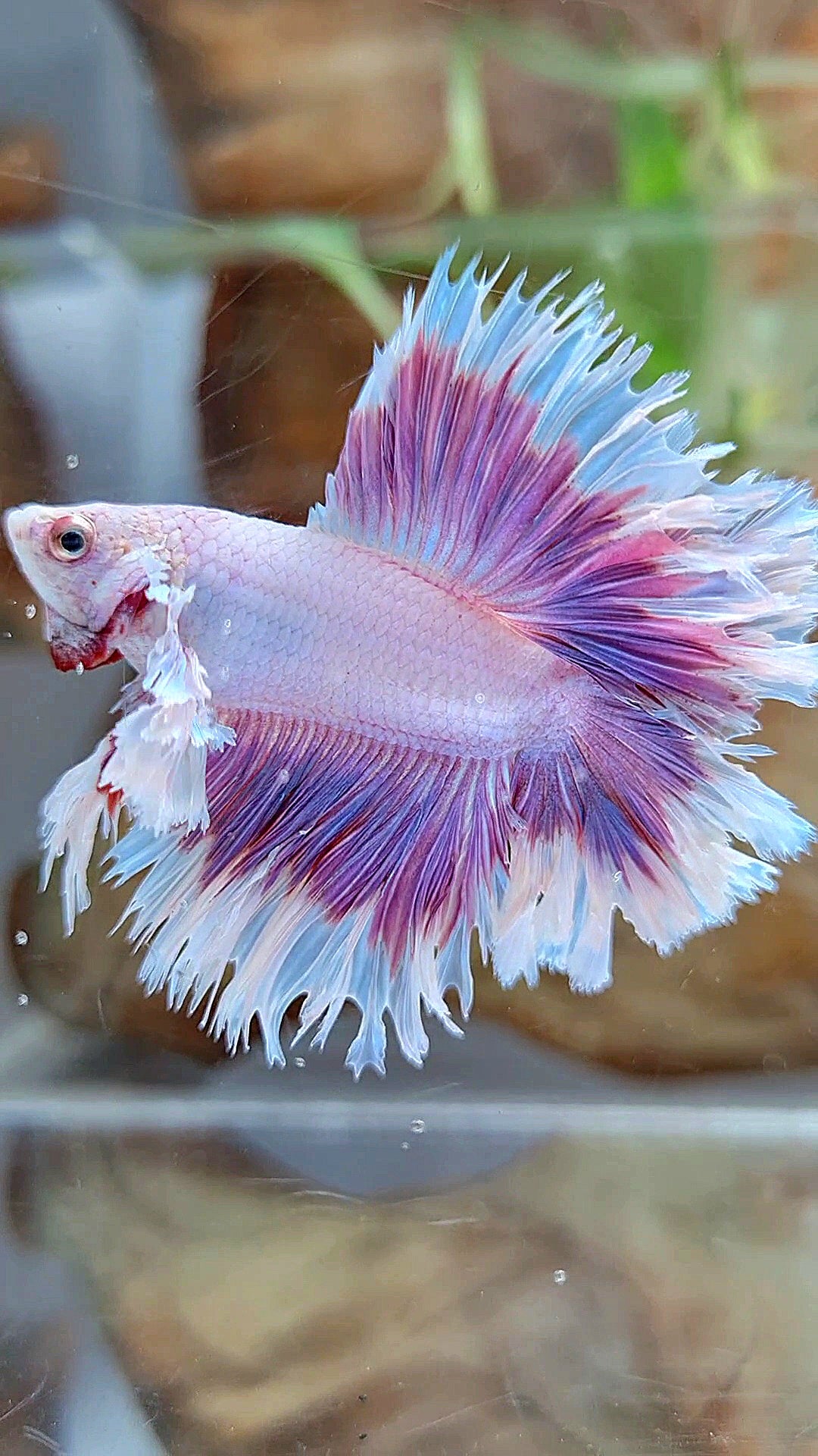 KING FEATHER TAIL HALFMOON DUMBO EAR DOUBLE TAIL PURPLE BUTTERFLY BETTA FISH