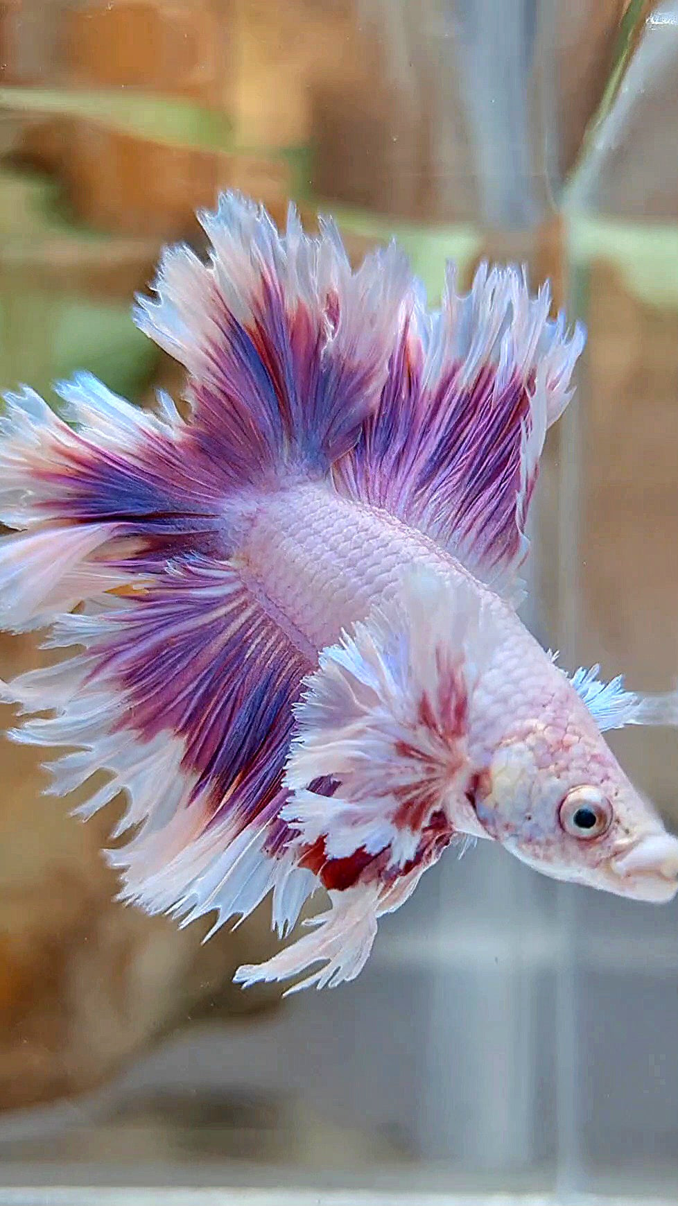 KING FEATHER TAIL HALFMOON DUMBO EAR DOUBLE TAIL PURPLE BUTTERFLY BETTA FISH