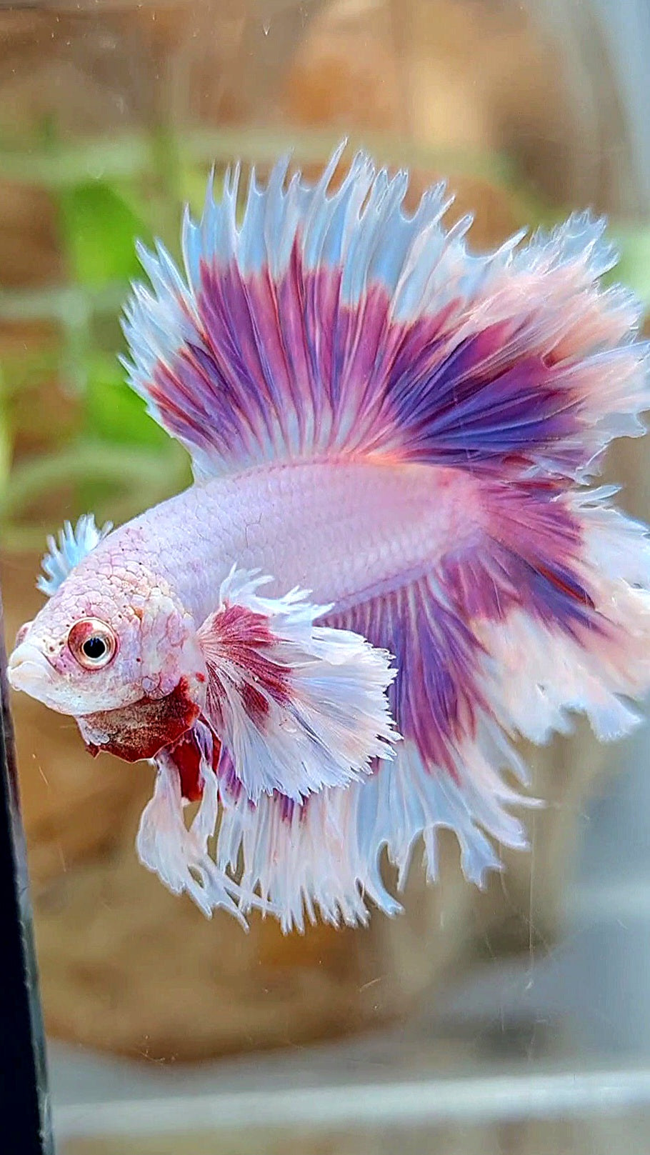 KING FEATHER TAIL HALFMOON DUMBO EAR DOUBLE TAIL PURPLE BUTTERFLY BETTA FISH