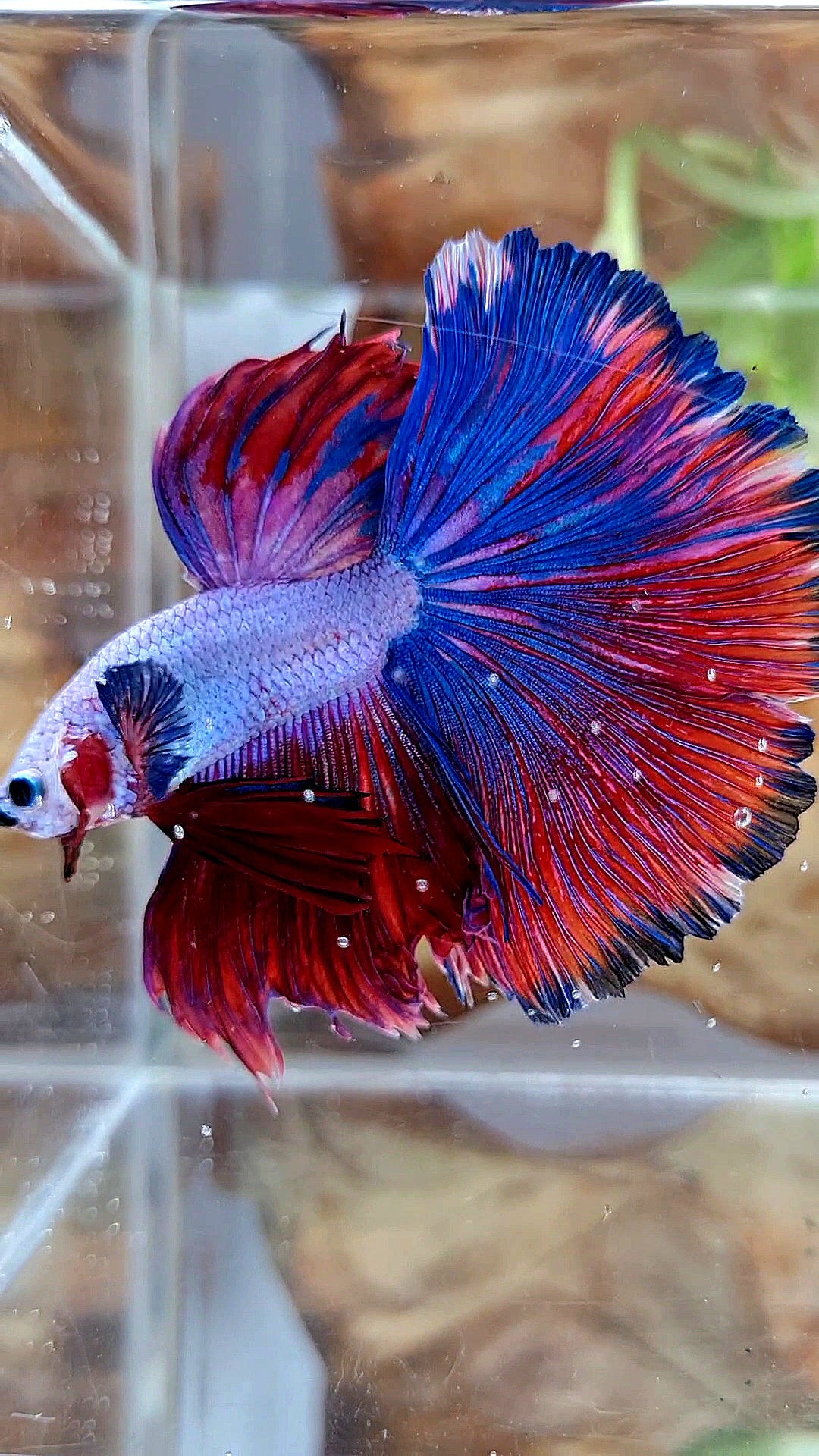 XL HALFMOON OVERTAIL ROSETAIL PURPLE BLUE FANCY RIM BETTA FISH