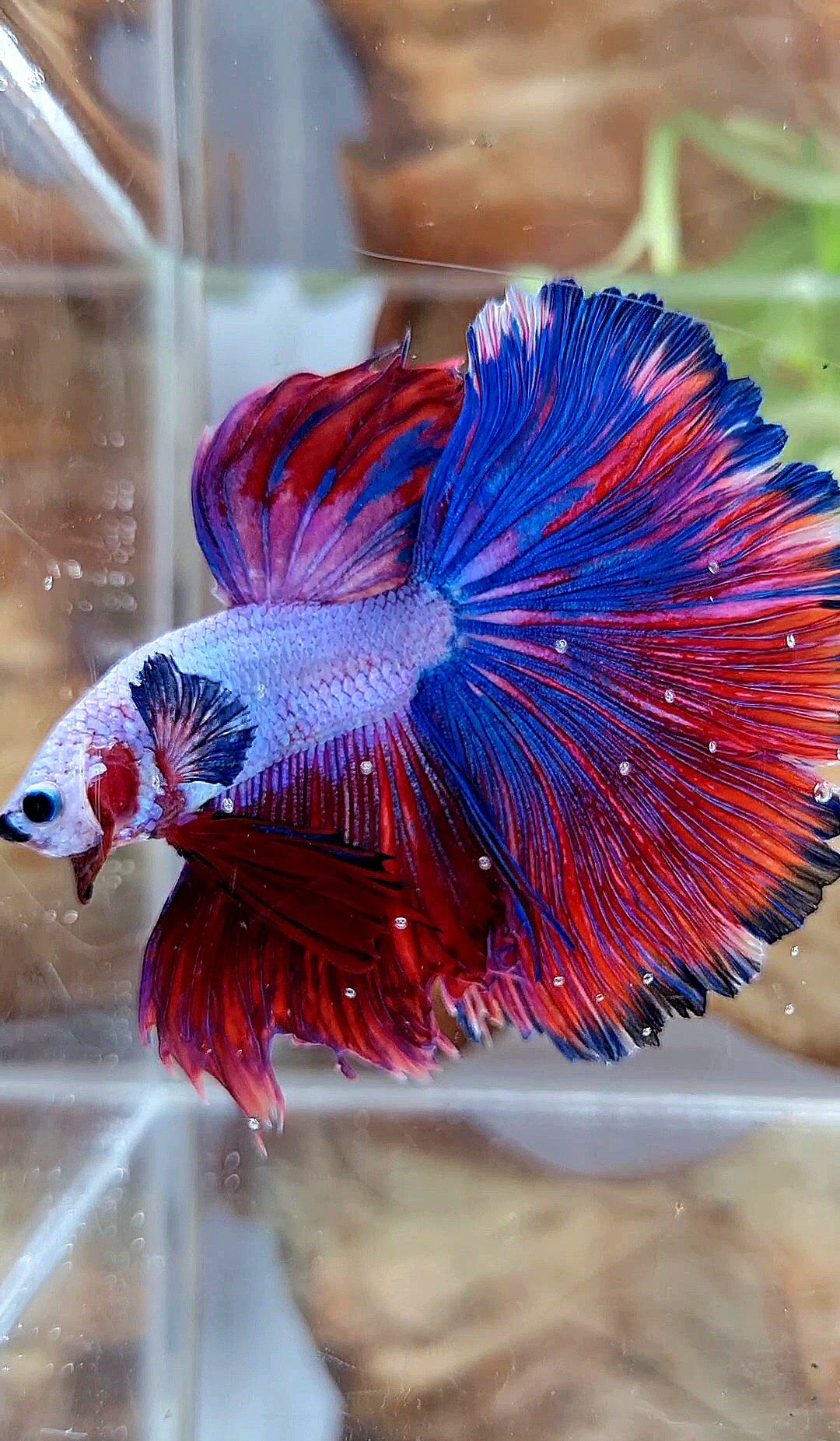 XL HALFMOON OVERTAIL ROSETAIL PURPLE BLUE FANCY RIM BETTA FISH