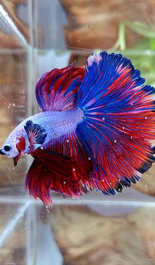 XL HALFMOON OVERTAIL ROSETAIL PURPLE BLUE FANCY RIM BETTA FISH