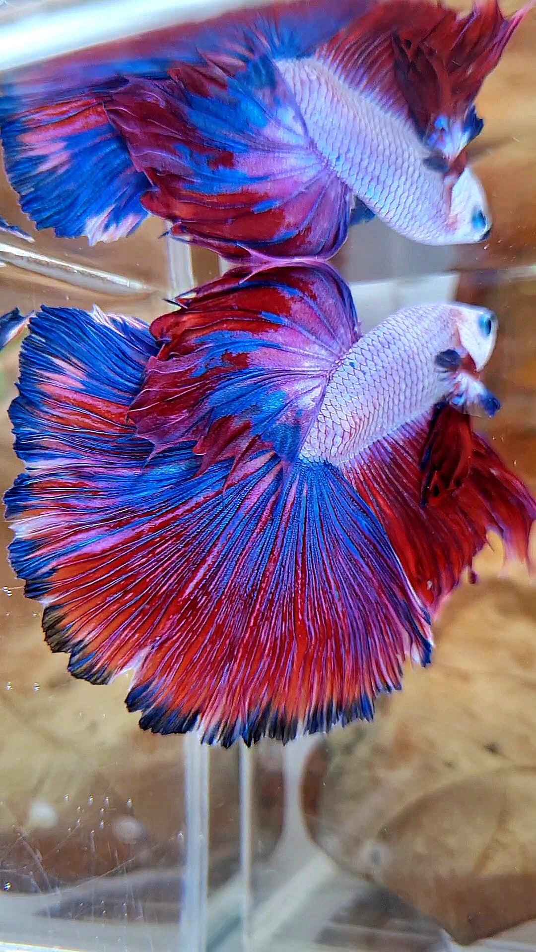 XL HALFMOON OVERTAIL ROSETAIL PURPLE BLUE FANCY RIM BETTA FISH