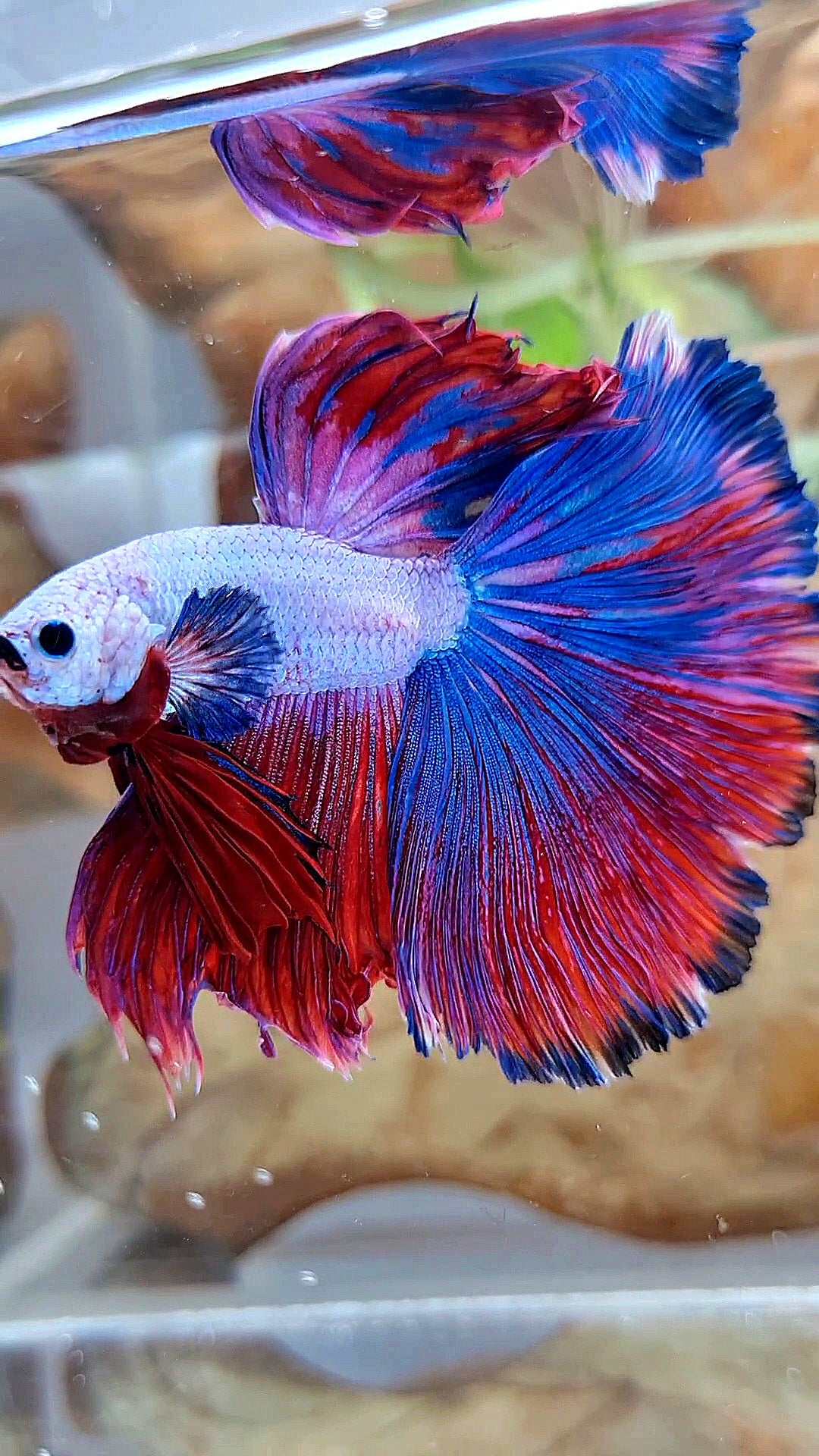 XL HALFMOON OVERTAIL ROSETAIL PURPLE BLUE FANCY RIM BETTA FISH
