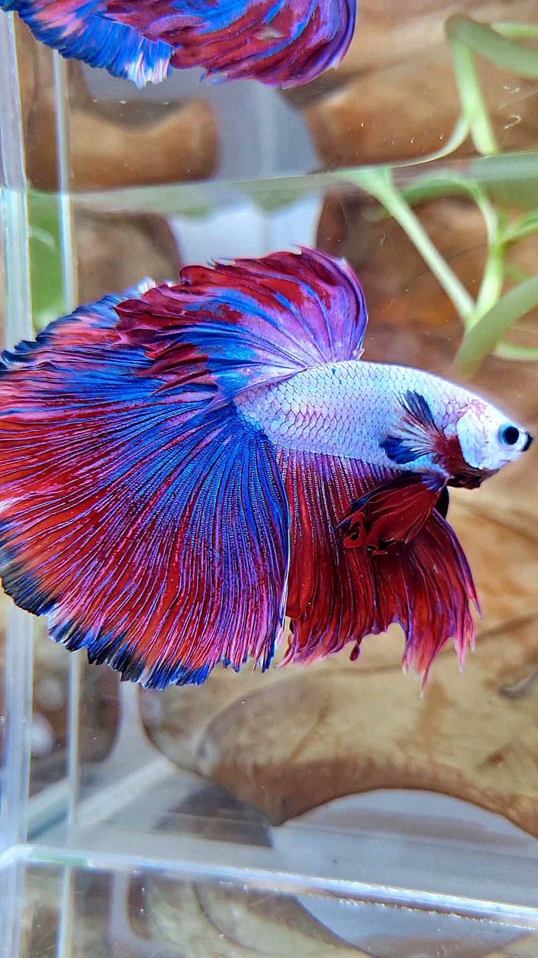 XL HALFMOON OVERTAIL ROSETAIL PURPLE BLUE FANCY RIM BETTA FISH