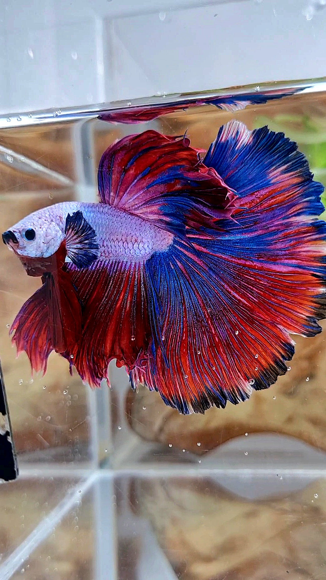 XL HALFMOON OVERTAIL ROSETAIL PURPLE BLUE FANCY RIM BETTA FISH